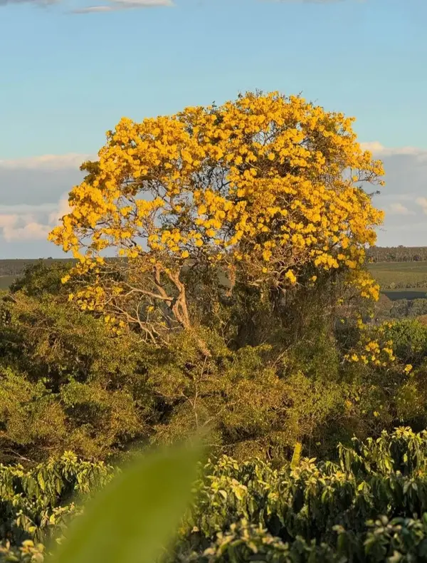 Secagem natural dos grãos de café em ambiente protegido