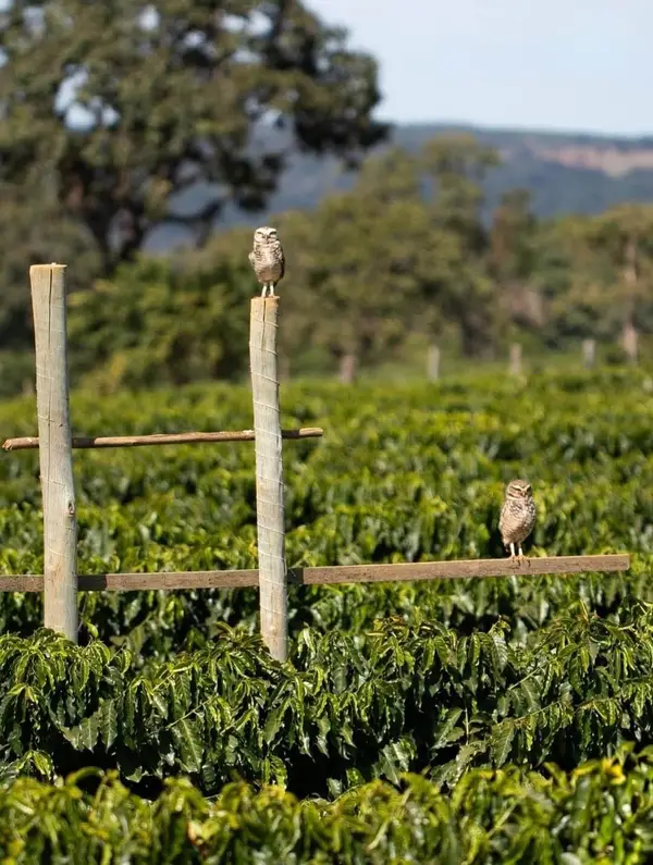 Frutos de café em maturação sob o sol do Cerrado