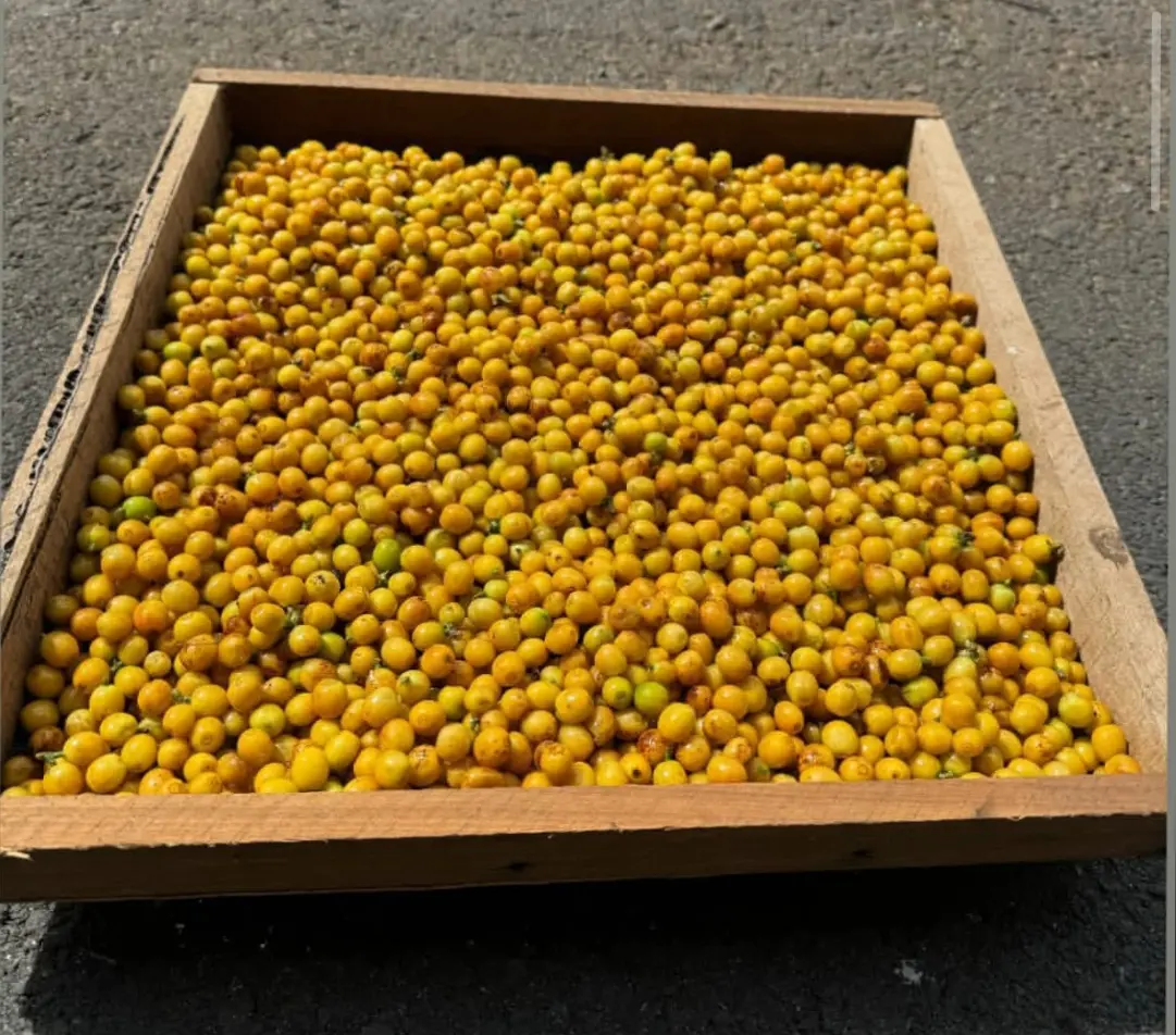 Grãos amarelos na peneira — variedade Arara