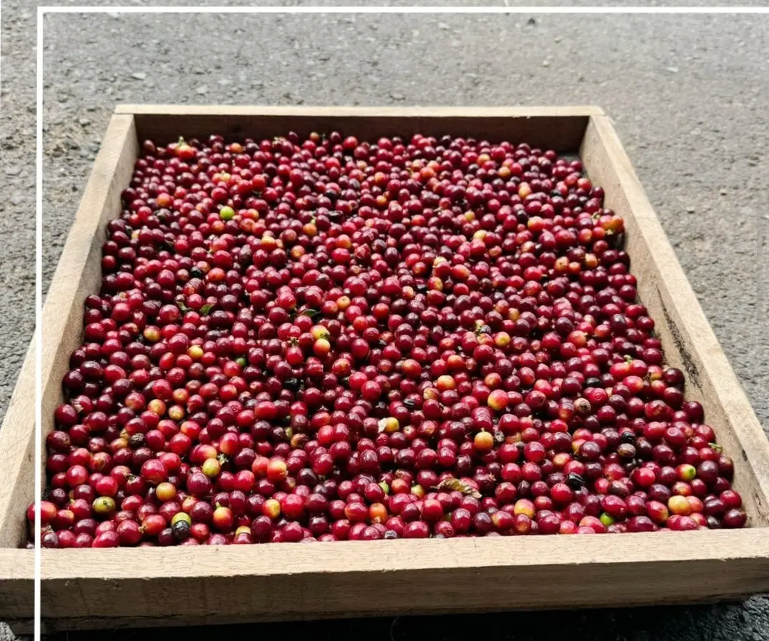 Grãos cereja vermelhos na peneira — variedade IAC-99